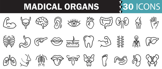 Medical organs line icon set. Vector pictograms of anatomy, body parts, kidney, bladder, pancreas, intestine, thyroid, pelvis, skeleton, joint, hand, nose, mouth, tongue