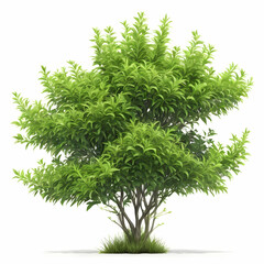 Fototapeta premium Lush green bush with dense foliage in high-resolution detail, isolated on white background