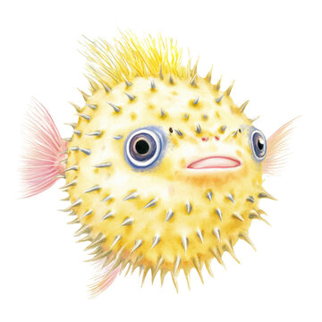 Cartoon pufferfish with spines large eyes and pink fins on a white background for marine life illustration