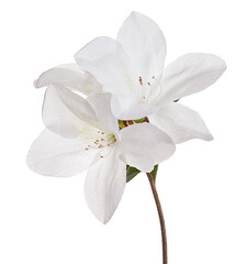 Fototapeta premium Azaleas flowers with leaves, White flowers isolated on white background with clipping path