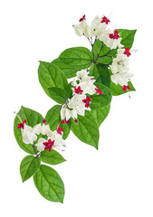 Bleeding glory bower flower, Bleeding heart vine with green leaves, isolated on white background...
