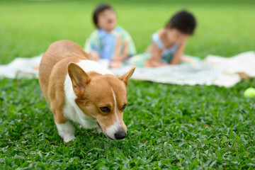 A curious corgi sniffs the grass while children play on a blanket behind