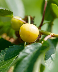 A yellow fruit is hanging from a tree
