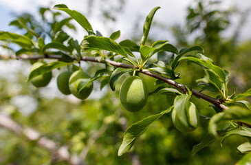 A tree with green leaves and plums hanging from it