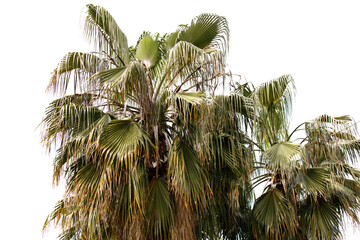 A palm tree with a few leaves is the main focus of the image