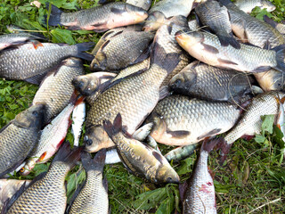 A pile of dead fish on the ground