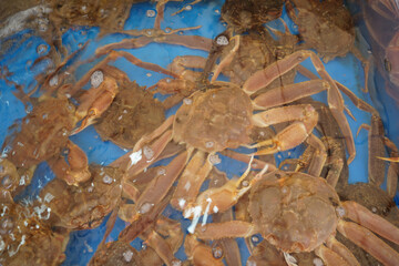 Freshly Caught Snow Crabs in Restaurant Water Tank