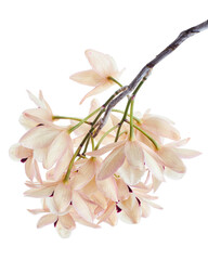 Dendrobium pulchellum flower, Dendrobium orchids isolated on white background, with clipping path