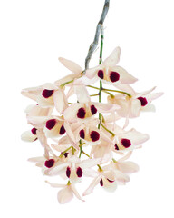 Dendrobium pulchellum flower, Dendrobium orchids isolated on white background, with clipping path