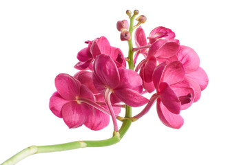Vanda Orchids, Pink Orchids isolated on white background, with clipping path