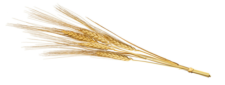 パン小麦の穂 / Bread wheat