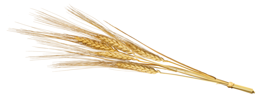 パン小麦の穂 / Bread wheat