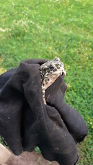 Stock photo of a frog in a dirty rag