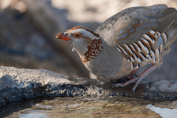 Perdiz moruna bebiendo agua en la naturaleza sobre una roca natural.
