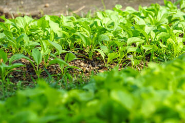 Brassica juncea sapling small leaf on the vegetable plot in the garden in the morning There is a sunny show.			