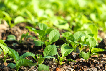 Brassica juncea sapling small leaf on the vegetable plot in the garden in the morning There is a sunny show.			