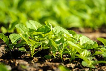 Brassica juncea sapling small leaf on the vegetable plot in the garden in the morning There is a sunny show.			