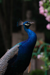 Pavo real paseando en parque.