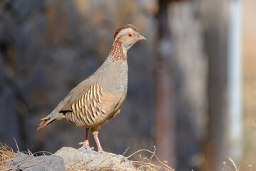 Perdiz moruna caminando en la naturaleza.