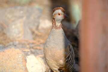 Perdiz moruna caminando en la naturaleza.