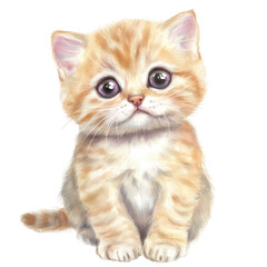 Adorable orange kitten with big purple eyes sitting on white background, young feline pet cute animal