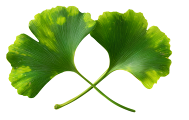 Two Overlapping Ginkgo Leaves with Stems Crossed, Side-Angled Composition, Isolated on Transparent Background