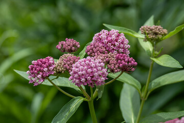 Fototapeta premium Full frame abstract texture background of pink blooming swamp milkweed (asclepias incarnata) wildflowers with defocused background. Also called rose milkflower, rose milkweed, and swamp silkweed.