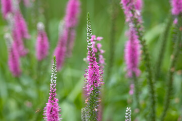 Full frame abstract texture background of pink blooming spiked speedwell (Veronica spicata) wildflowers with defocused background