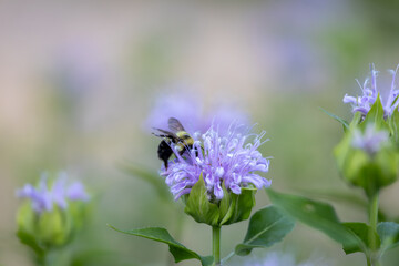 Full frame abstract texture background of purple blooming wild bergamot (monarda fistulosa) wildflowers with defocused background