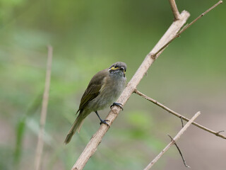 Fototapeta premium Yellow-faced Honeyeater (Caligavis chrysops) perched on a thin branch with bokeh green bush background
