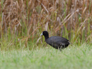 Eurasian coot or Australian Coot (Fulica atra) standing on green grass with wetland and reeds in background