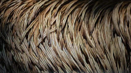 background pattern gray ostrich feathers