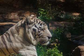 Fototapeta premium portrait white tiger close up head