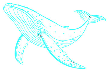 A majestic humpback whale swims gracefully in the ocean