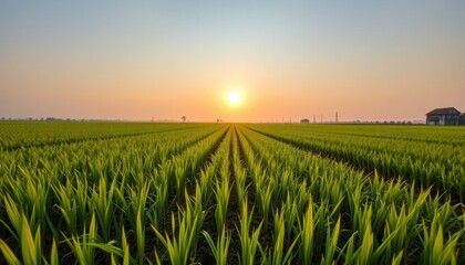 Beautiful agricultural cornfield at sunset with rows of crops and warm sunlight