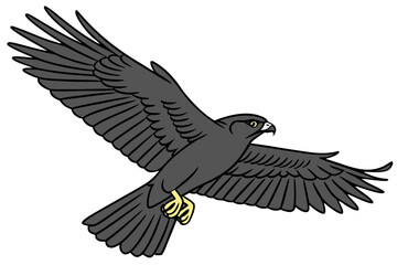 Fototapeta premium A hawk glides through the air with its wings extended