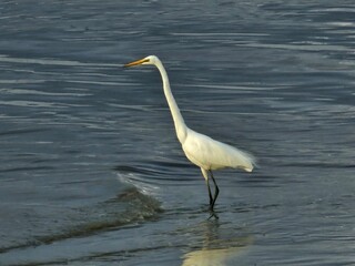 A white egret wading through calm shallow water, showcasing its graceful posture and elegant form in natural wetland habitat