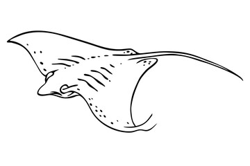 Fototapeta premium A stingray with wings spread wide in the sea