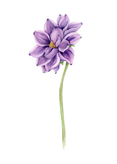 Purple watercolor dahlia flower on a long stem, side view.