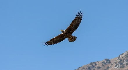 Fototapeta premium A majestic golden eagle soaring gracefully through a bright, cloudless blue sky.