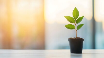 Young Plant in Pot with Sunlight, Growth and Success