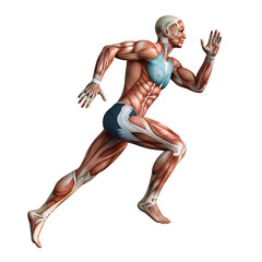 Side view of a runner with detailed muscle movement, isolated on white