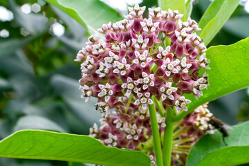 Milkweed flower. Inflorescence close-up. Common Milkweed