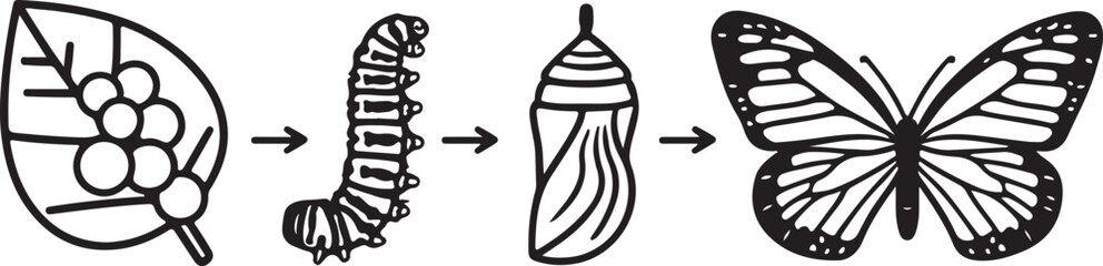 Butterfly life cycle stages leaf caterpillar chrysalis adult metamorphosis