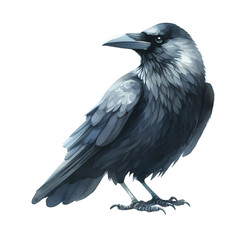 Fototapeta premium Isolated raven illustration black bird drawing gothic crow artwork design image on transparent background