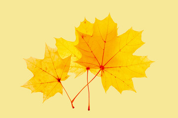 Three Autumn yellow leaves with veins texture, vivid colored maple tree leaf on beige background....