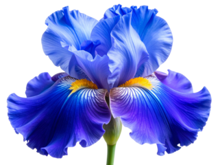 Blue Iris Flower with Soft Petals and Subtle Shading – Realistic PNG on Transparent Background