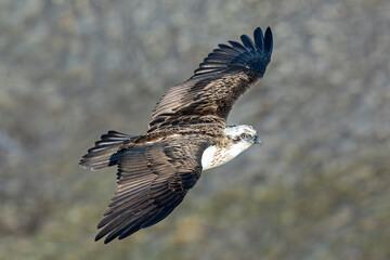 Eastern Osprey in flight over a Sydney Australia beach
