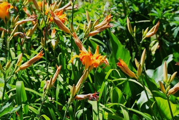 Orange lillies