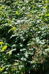 Ripening blackberries (Rubus Americanus)